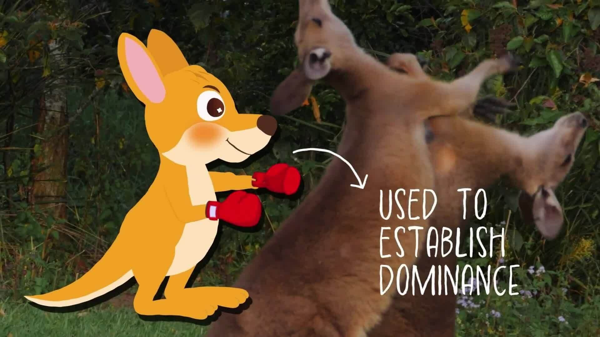 I WONDER - Why Do Kangaroos Box?