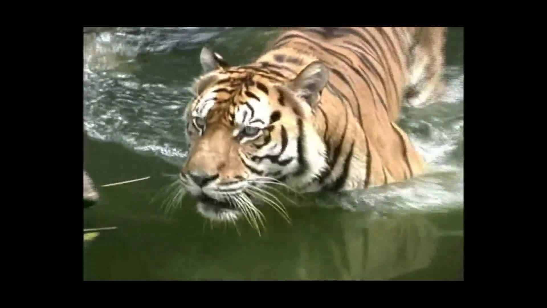 Animal Facts - Learn fun Facts about Animals