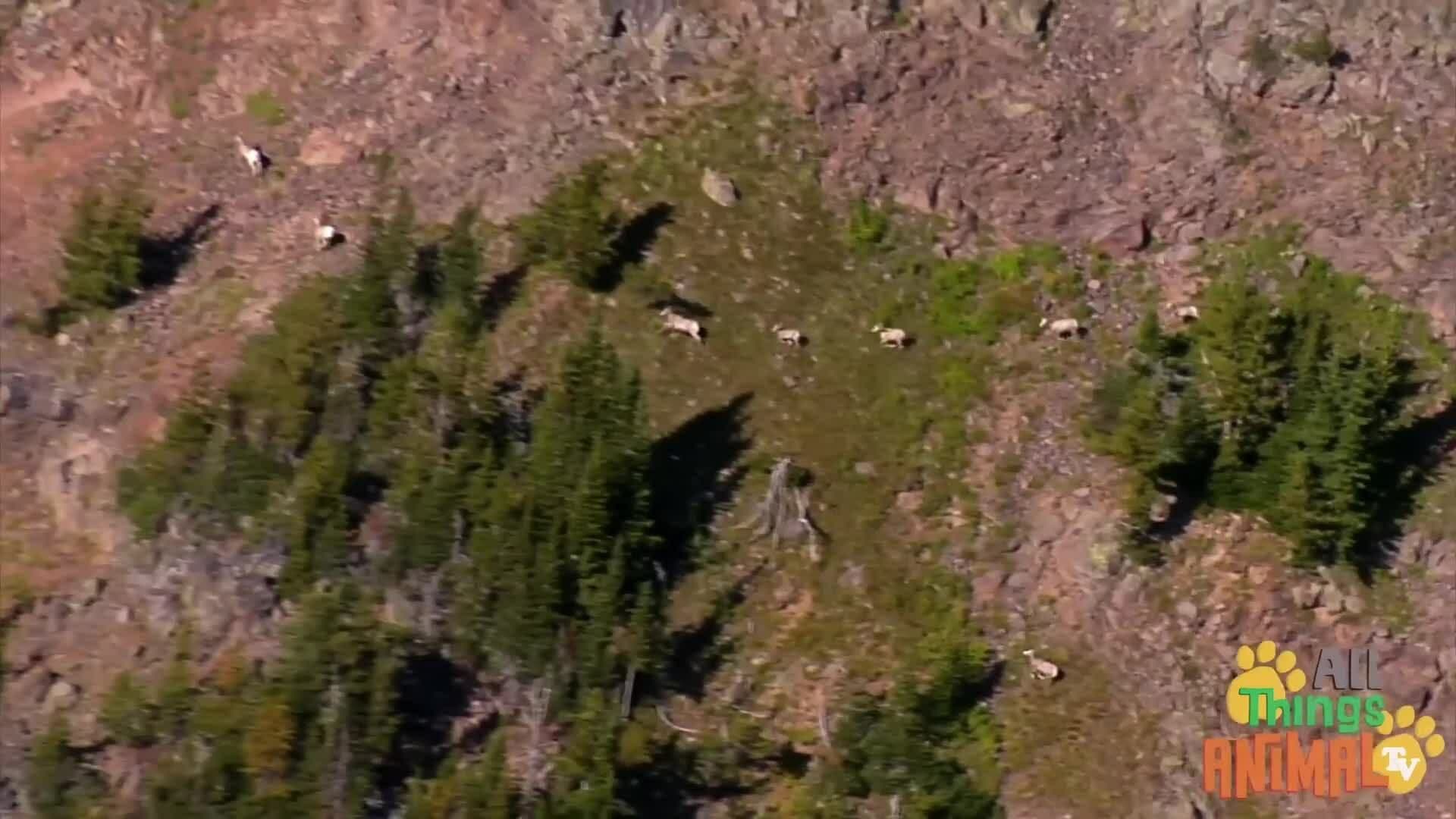 Exploring the World of Goats: From Mountains to Farms