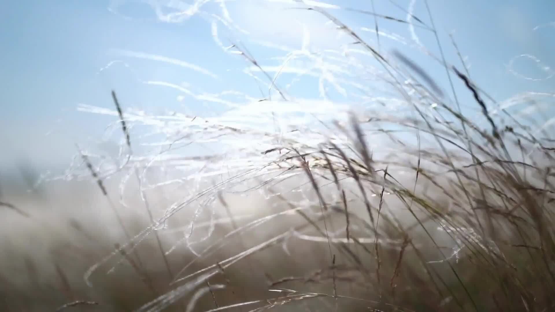 Exploring the Basics of Biology: Living vs. Non-living