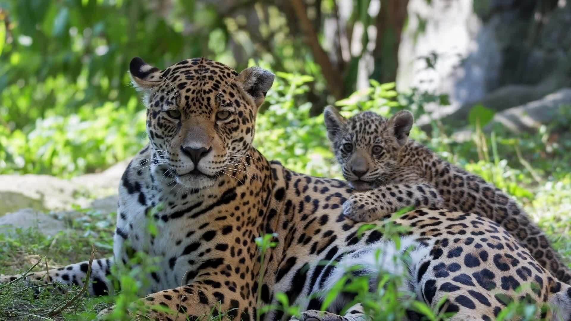 Big Cats of the Americas