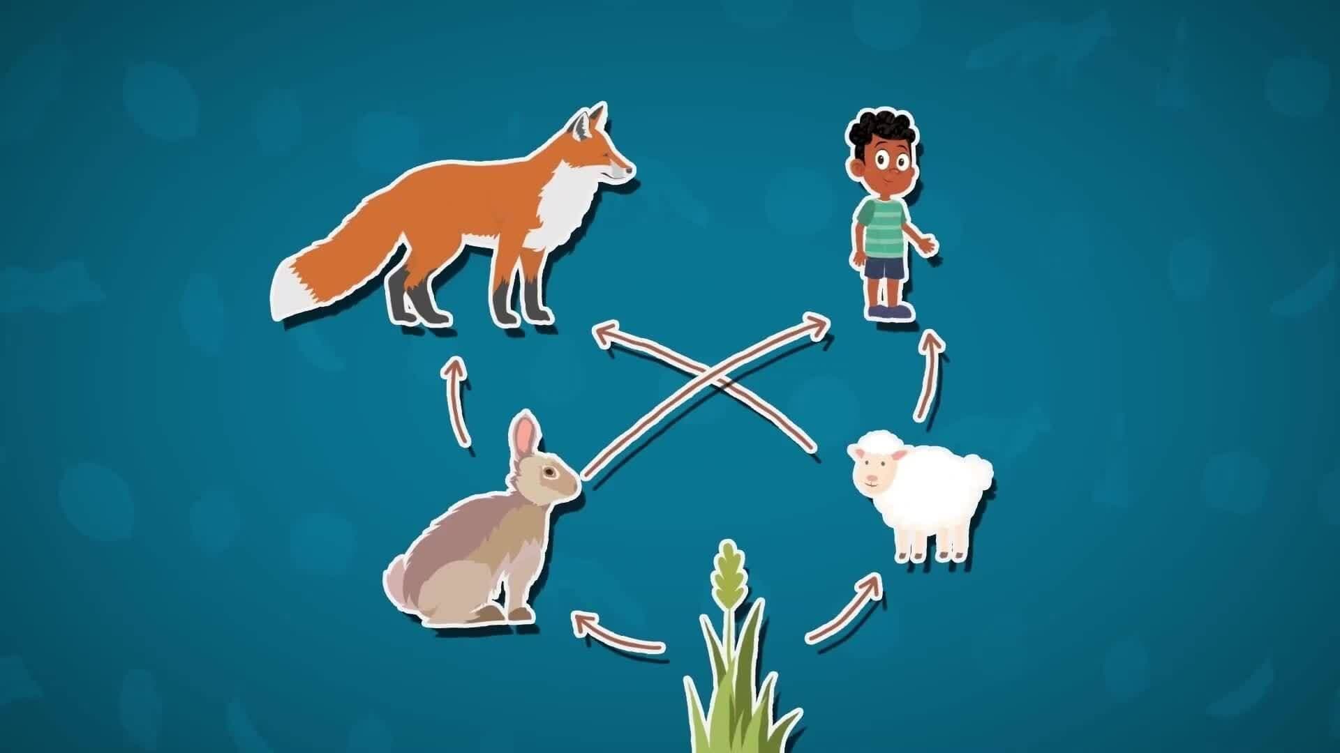 I WONDER - Are Humans Part Of The Food Web?