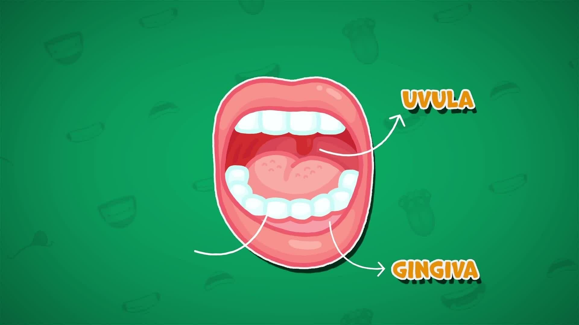 I WONDER - What Job Does Our Mouth Do?