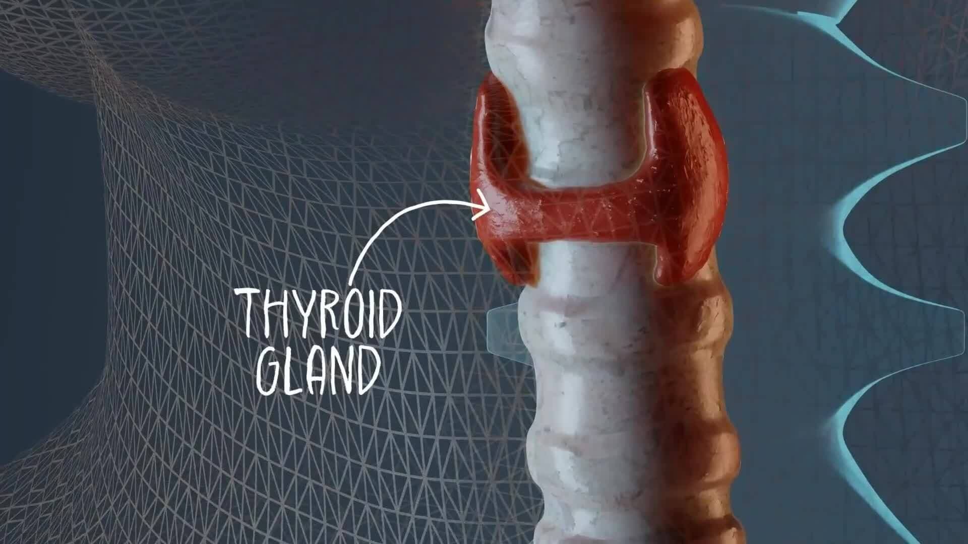 I WONDER - What Job Does The Thyroid Gland Do?
