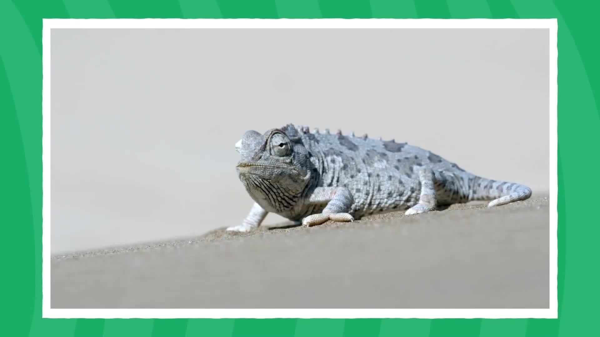 I WONDER - Why Do Chameleons Change Colour?