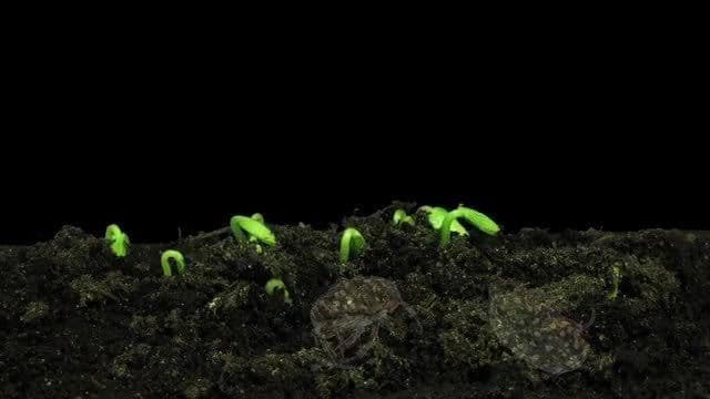 Why are Insects Important?