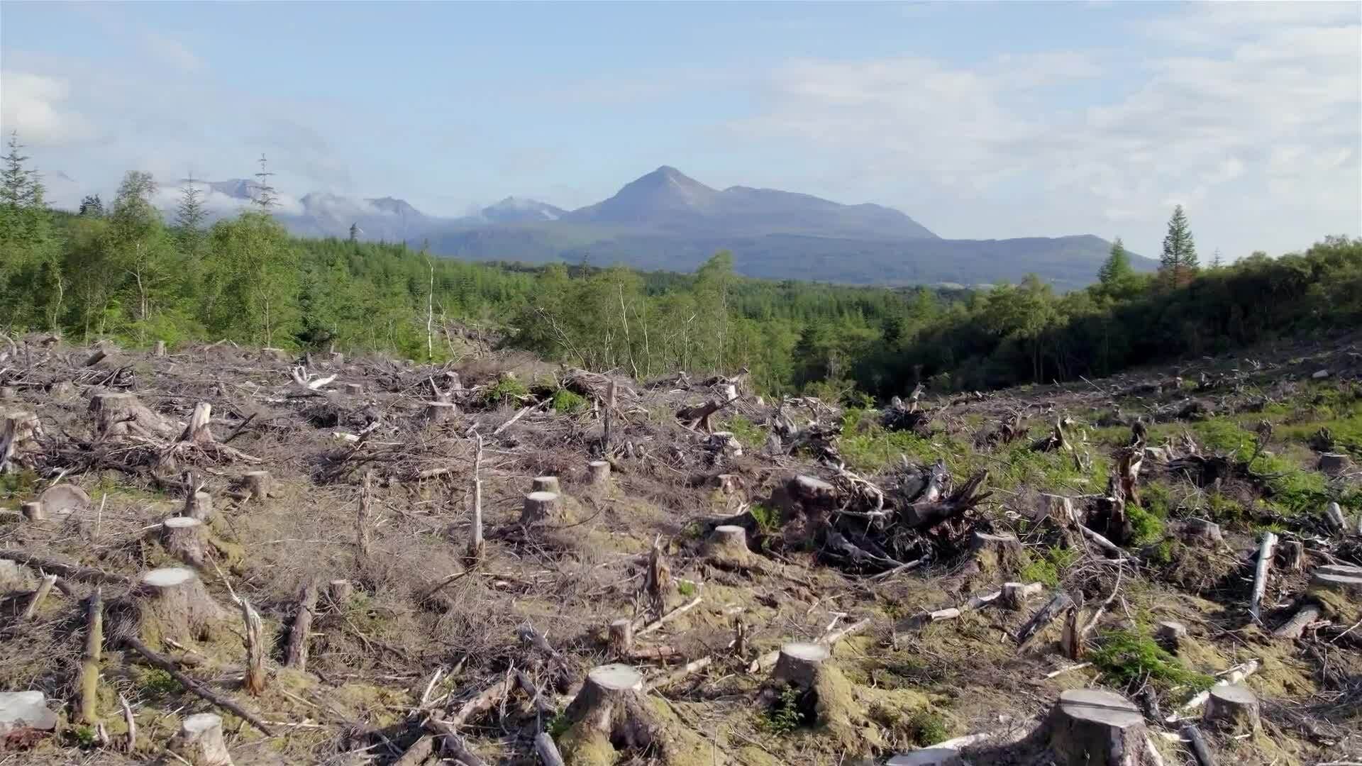 I WONDER - What Effect Does Climate Change Have On Ecosystems?
