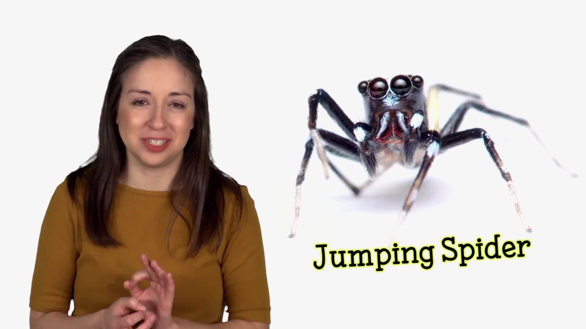 Exploring the World of Spiders: From Black Widows to Tarantulas