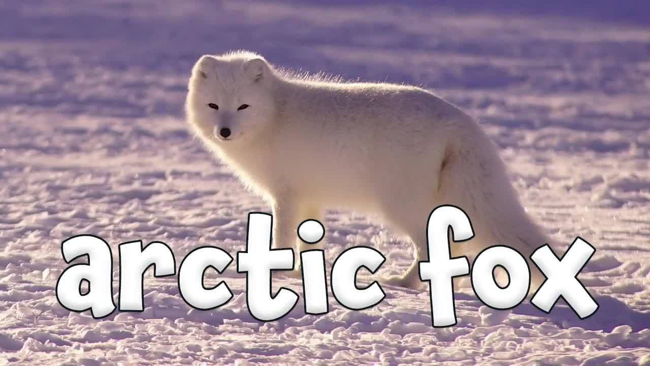 Winter Animal Sounds! Learning About Winter Animals for Kids