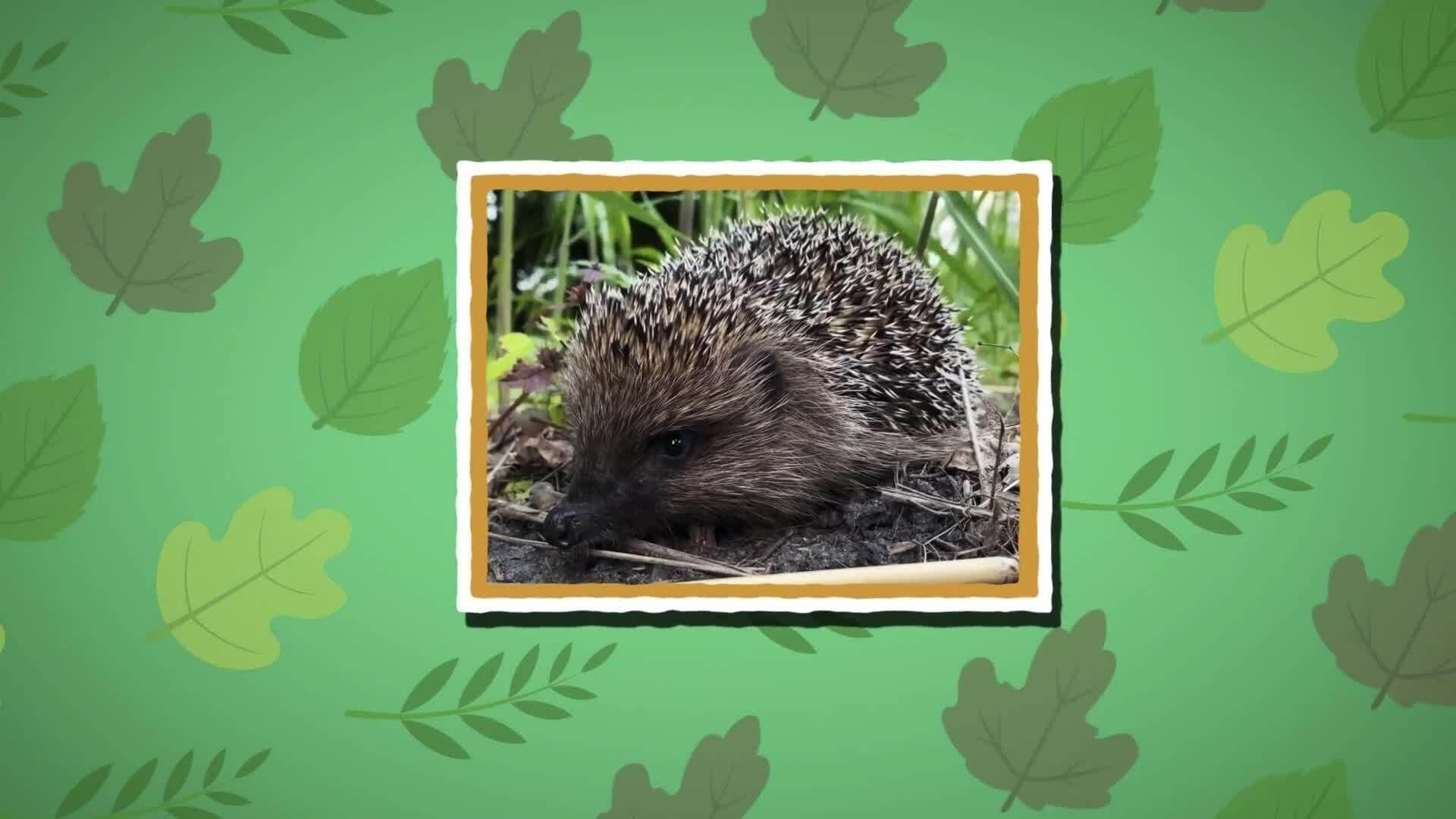 I WONDER - How Many Quills Does A Hedgehog Have?