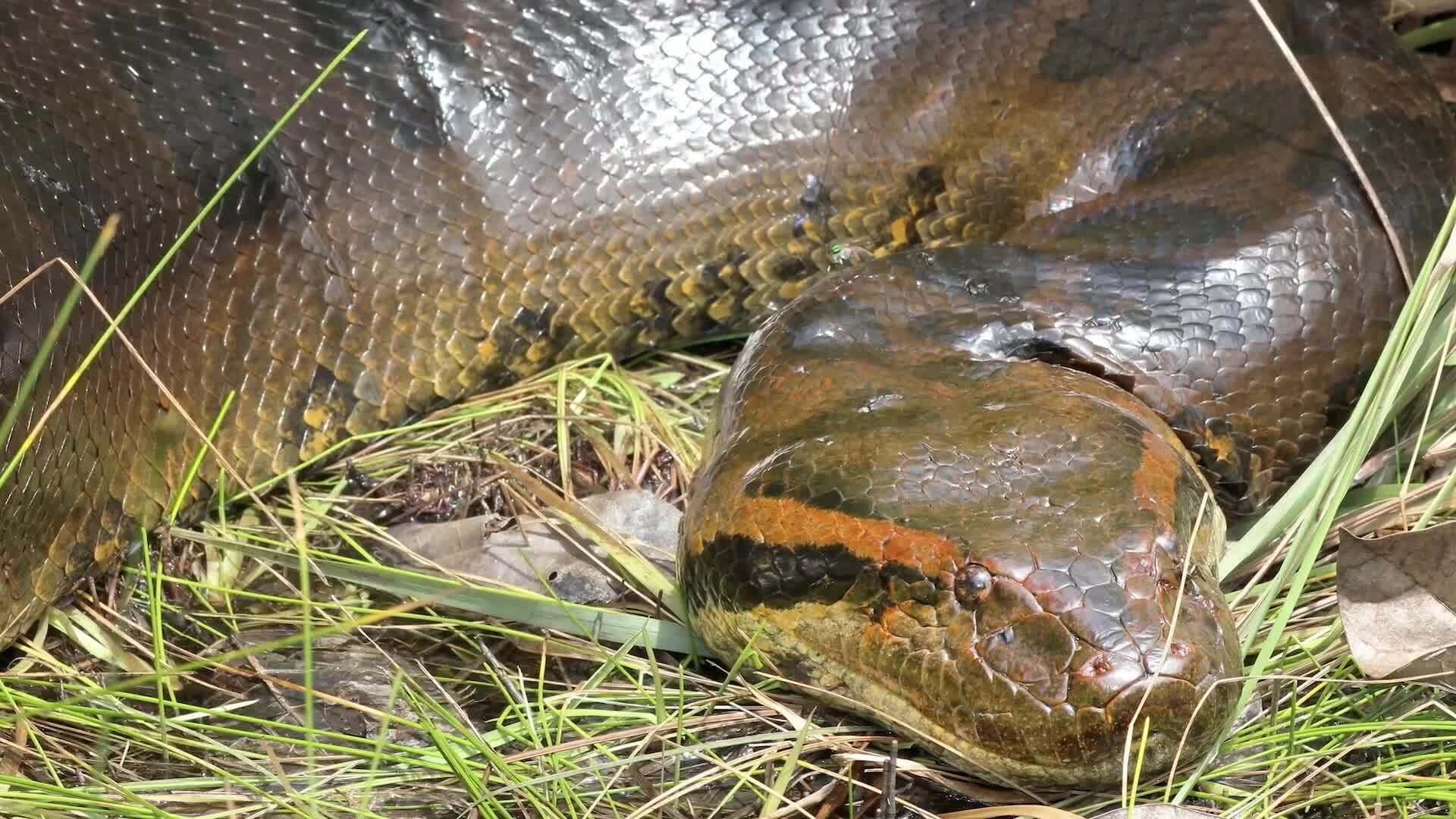 Exploring Snake Species Around the World