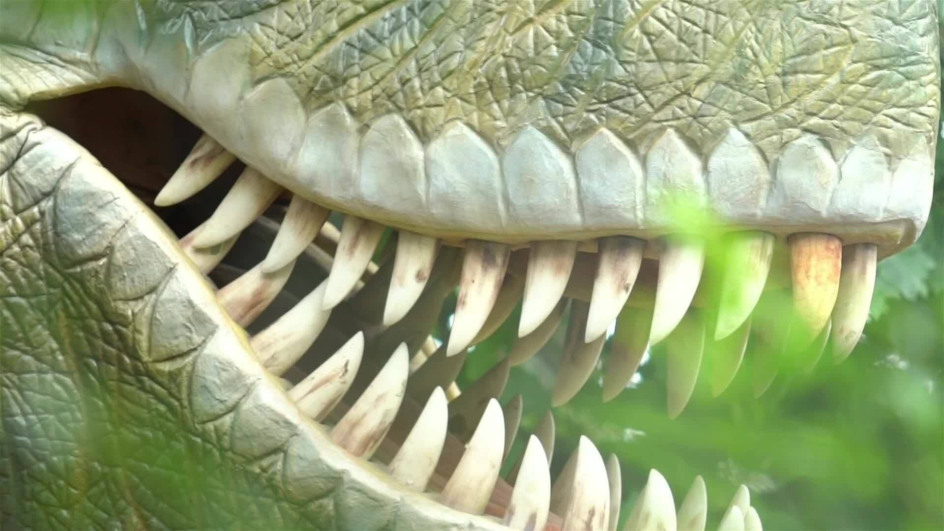 I WONDER - What Did The T-Rex eat?