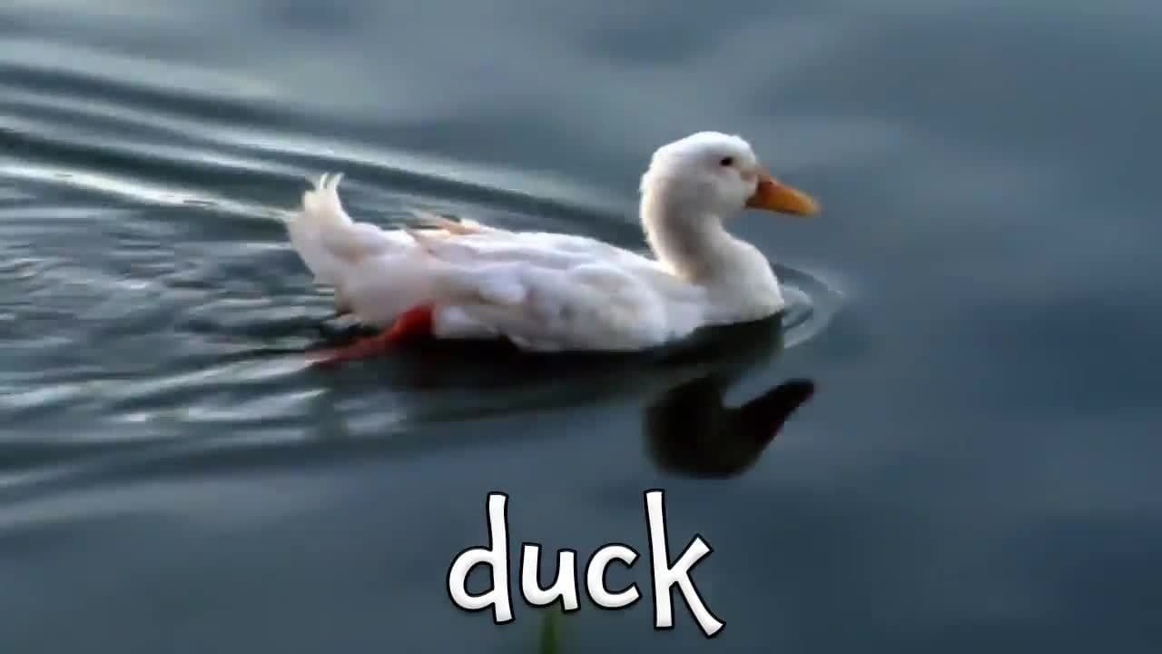Animals that Fly!