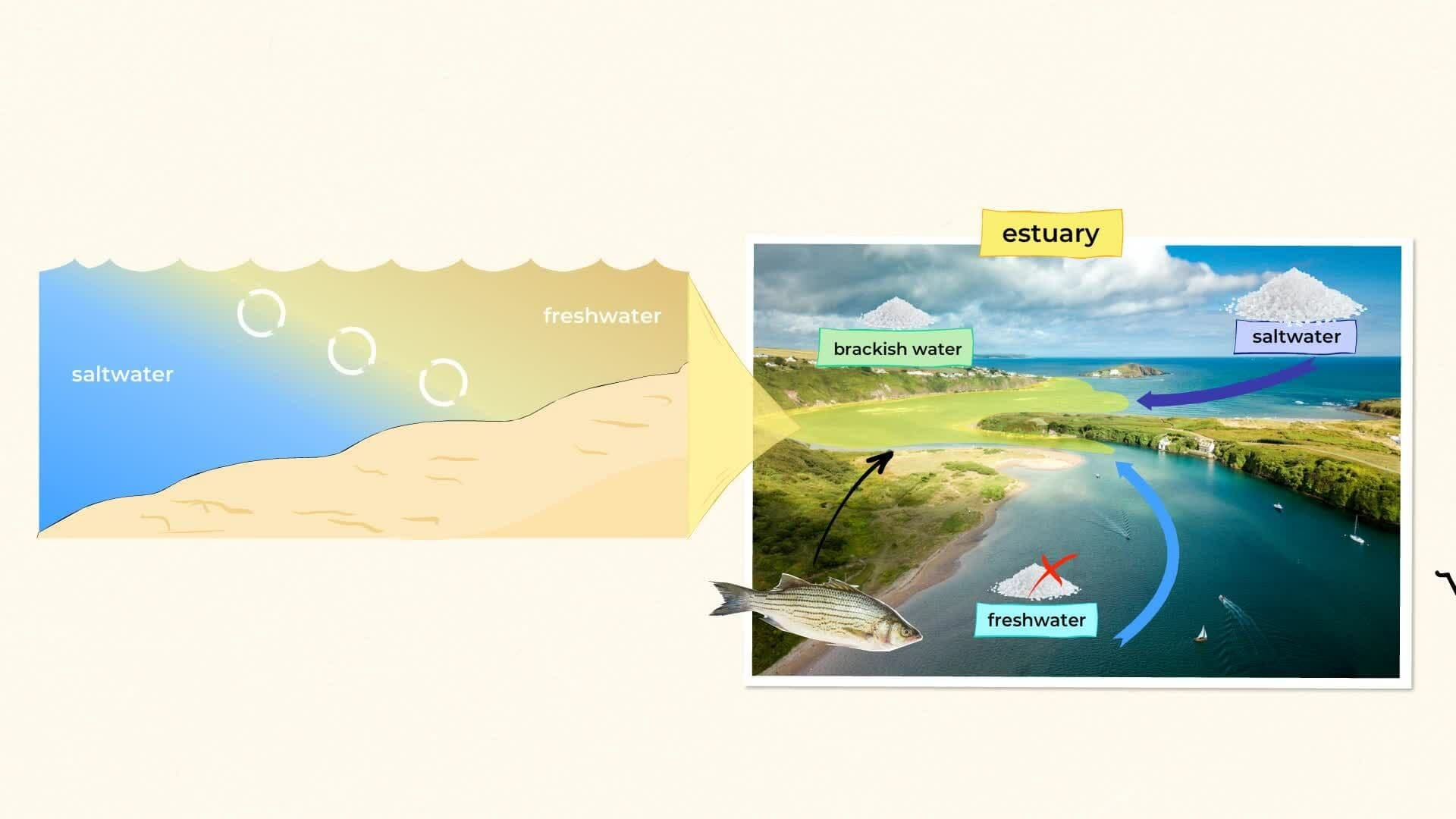 Exploring Estuaries 