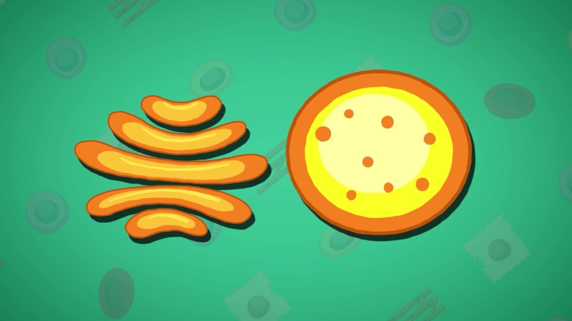 High Five Facts - Different Types of Cells