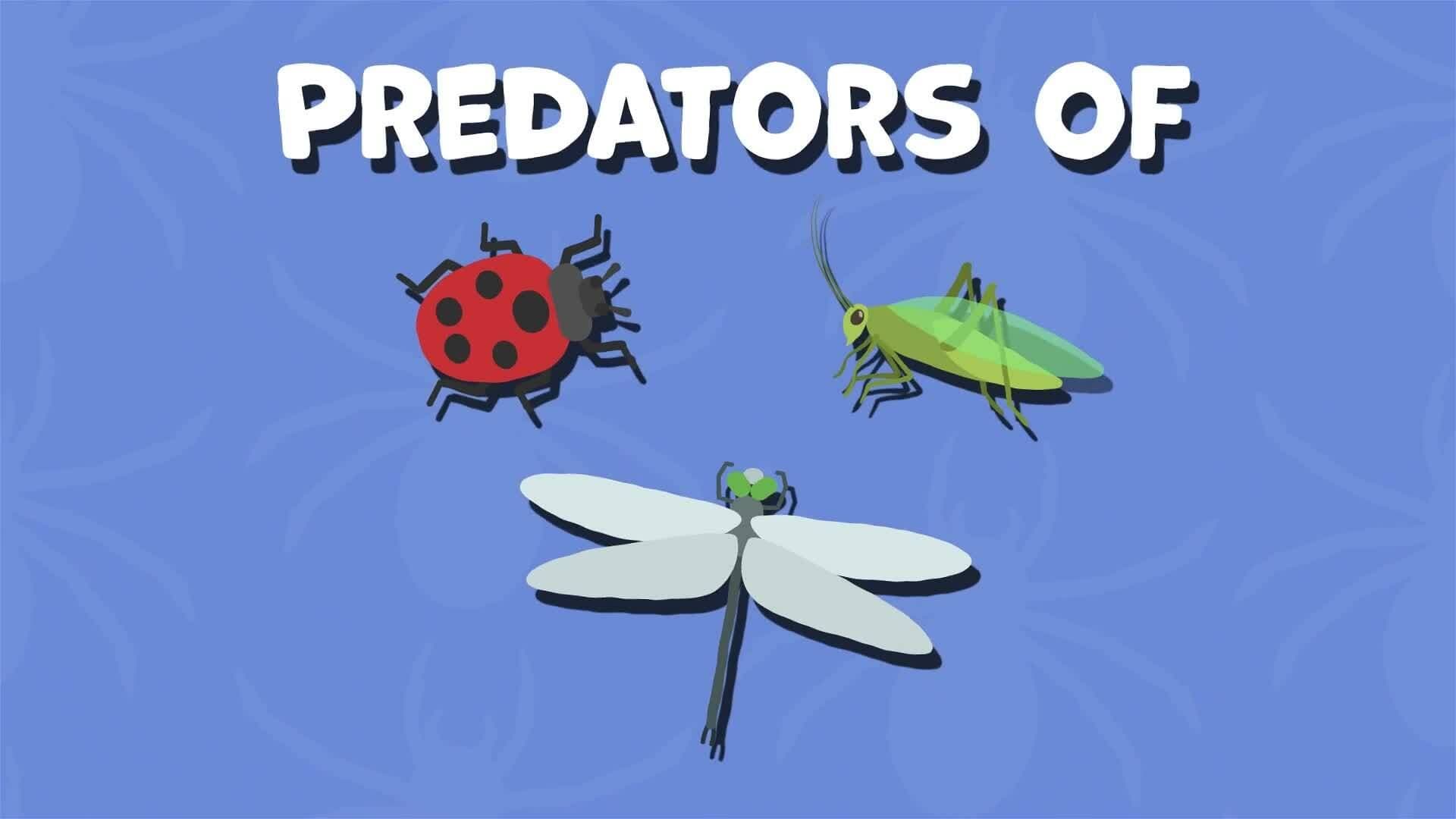 I WONDER - What Do Arachnids Eat?