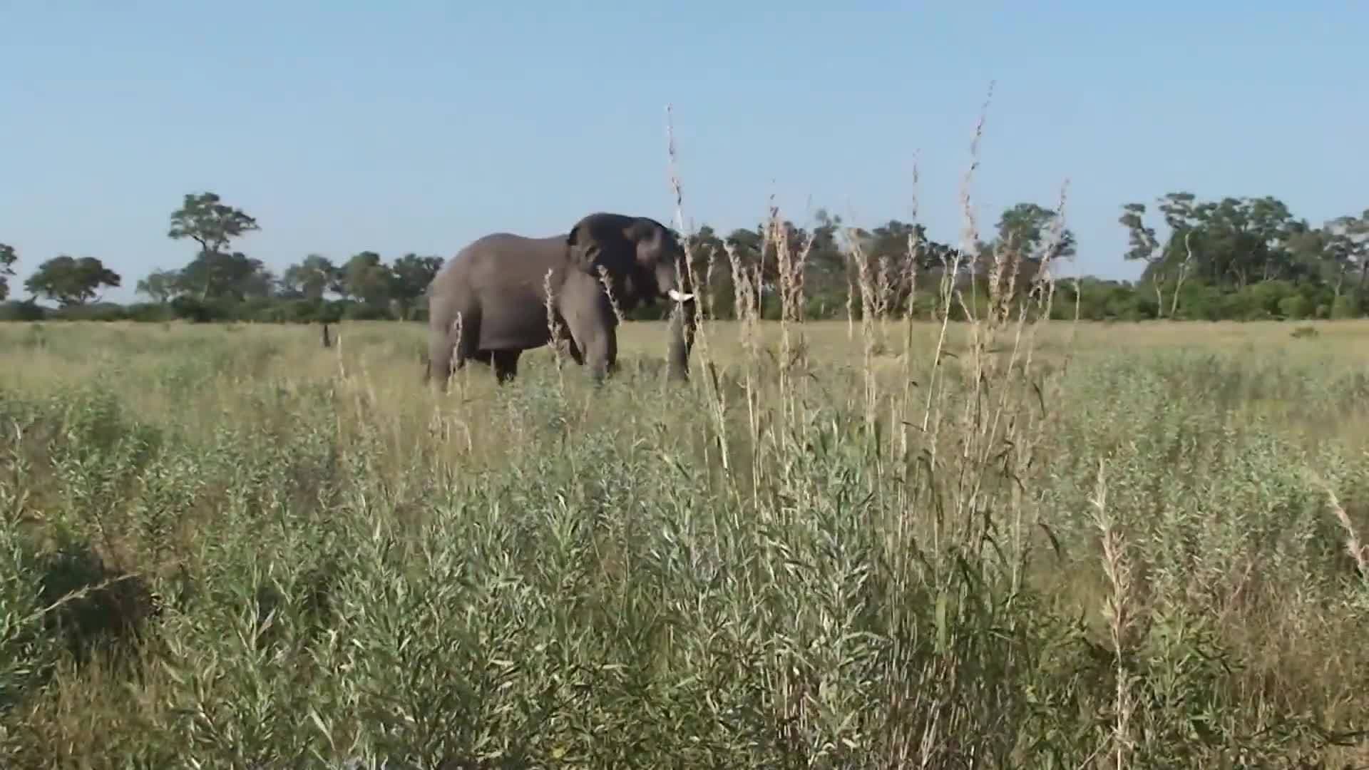 Introduction to Elephants in Spanish