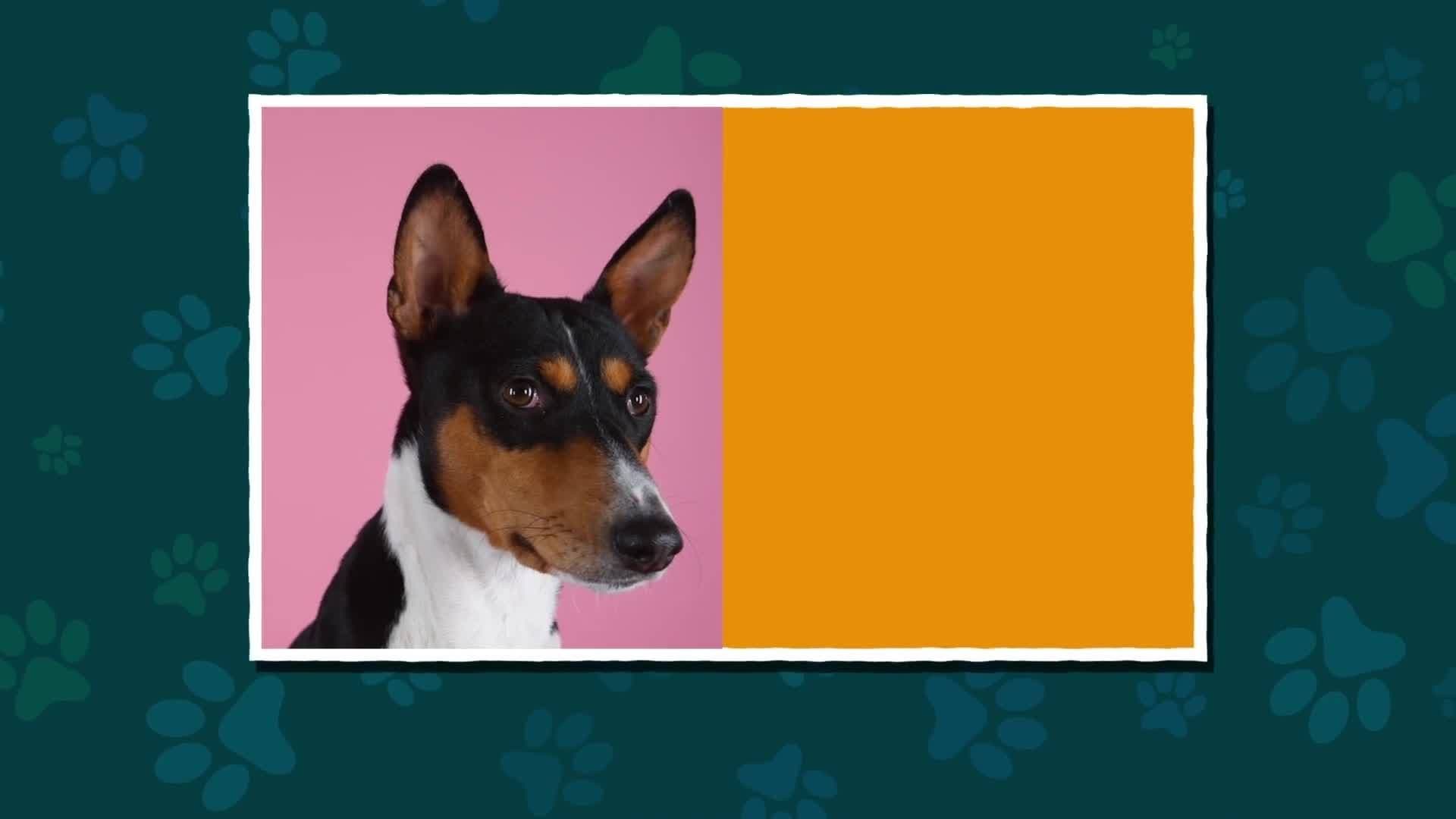 Dog Facts for Kids