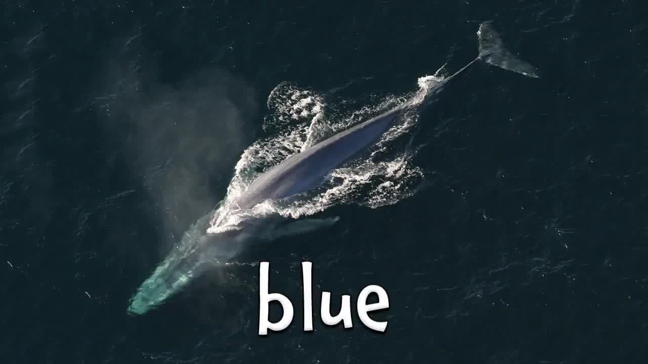 Types of Whales!  Learn the different names of Whales