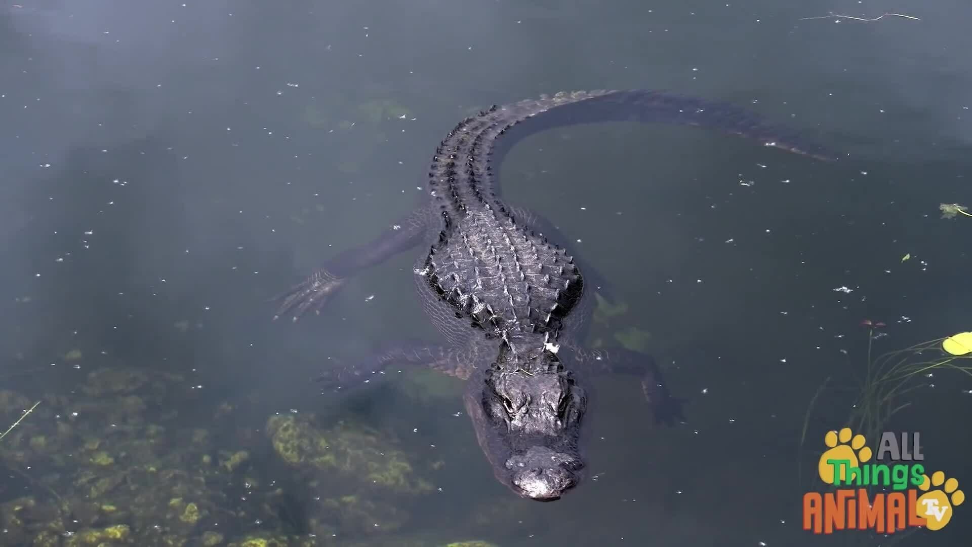 Exploring the World of Alligators: Facts and Differences from Crocodiles