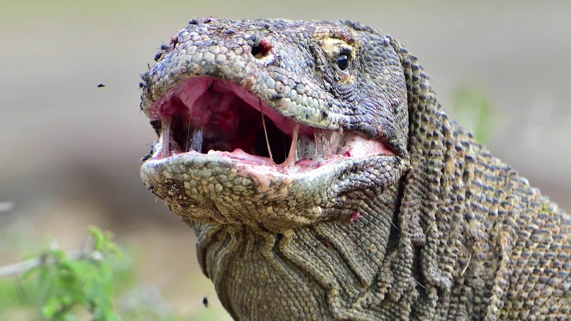 Discovering the Dragons of Komodo Island