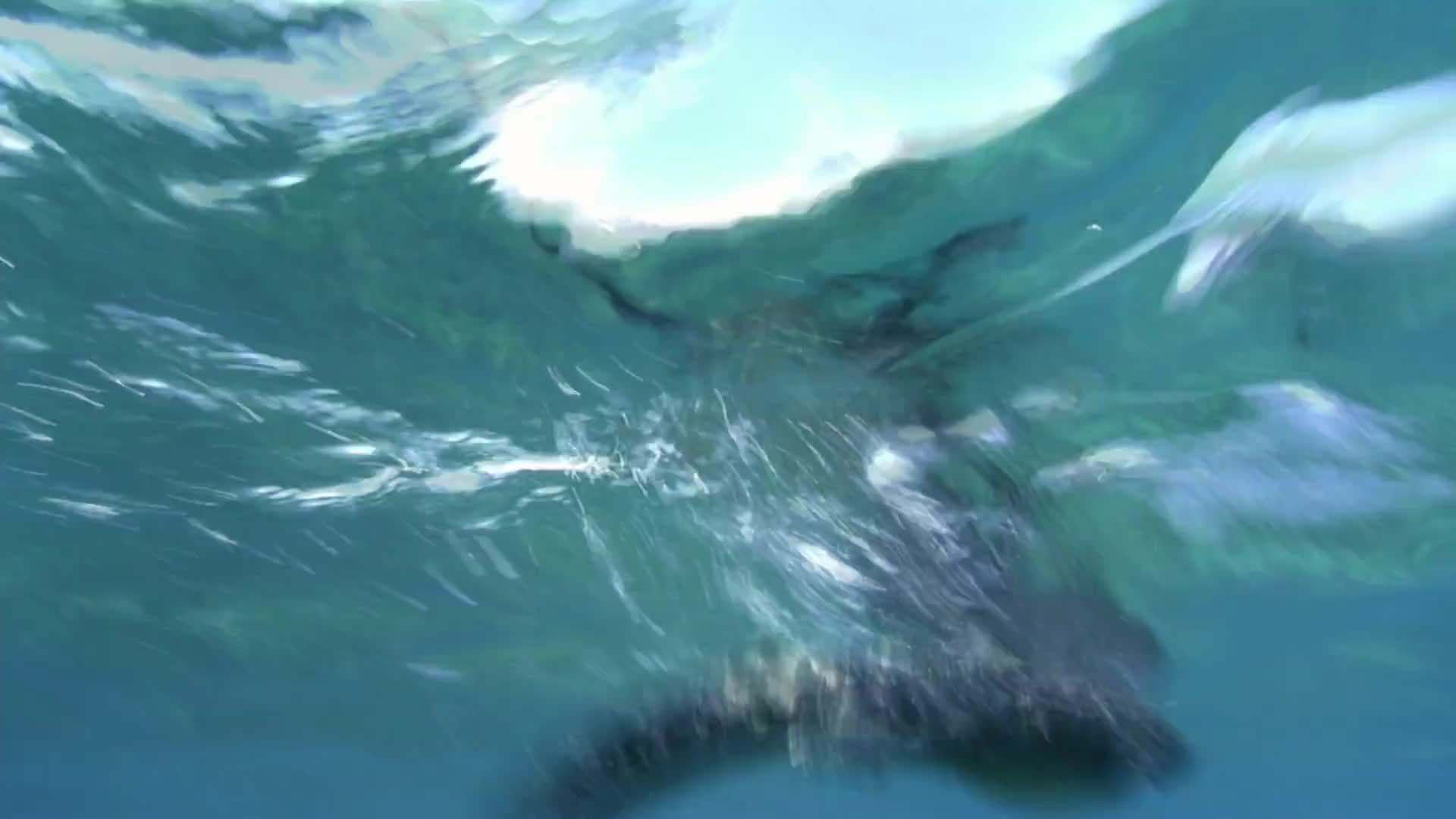 Animal Alphabet: M is for Marine Iguana