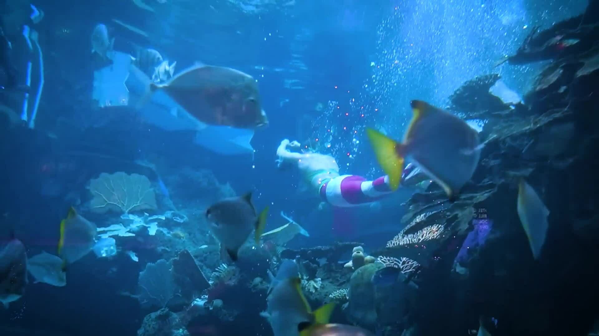 Mermaid Record-Breakers