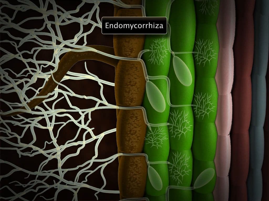 Microbes as Biofertilisers