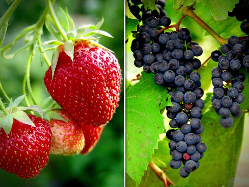 The Fruit