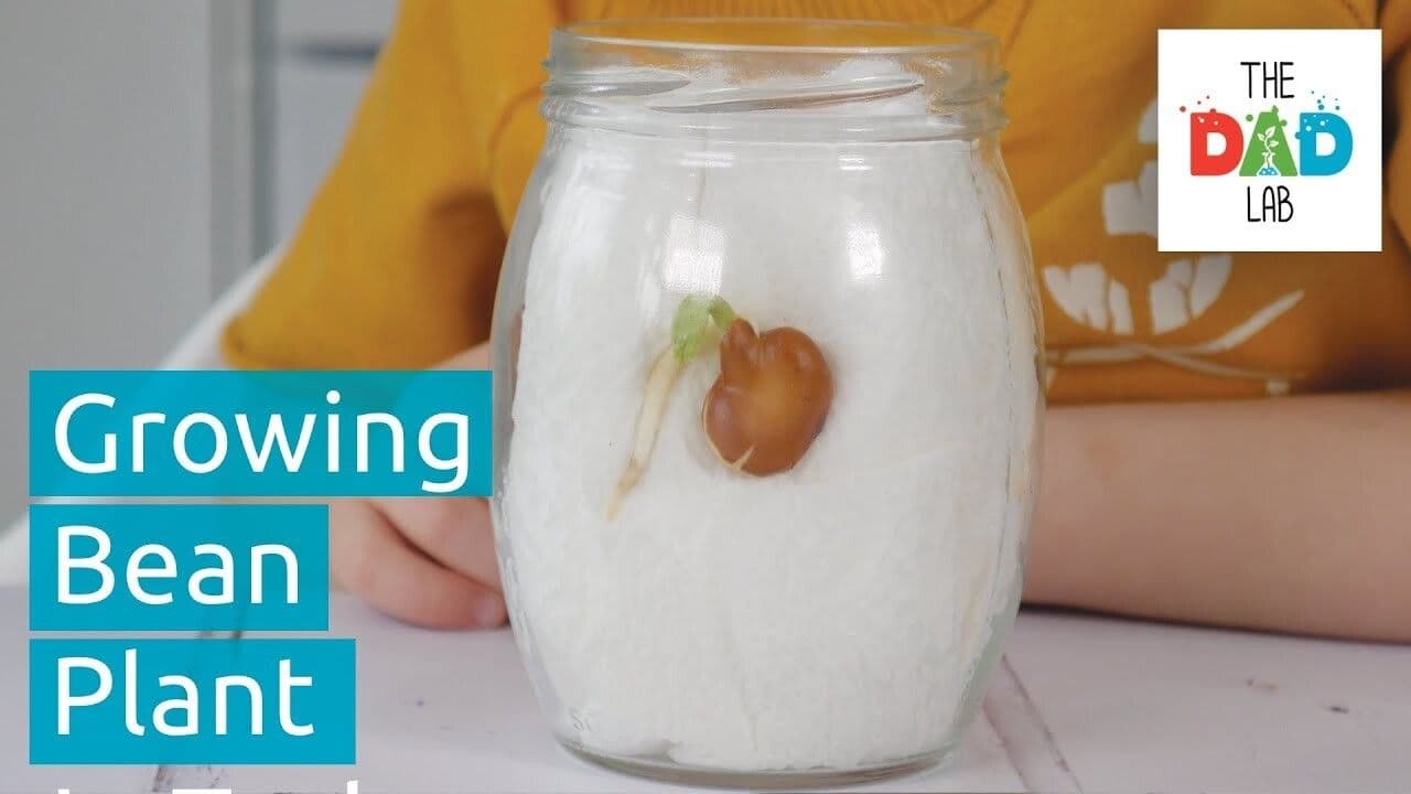 How to Grow a Bean Plant in a Jar