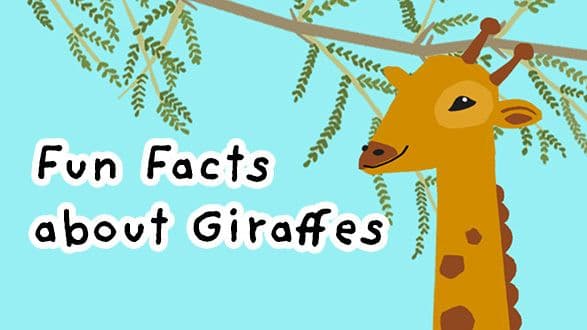 Tallest animal of all - Giraffe