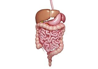 Intestines