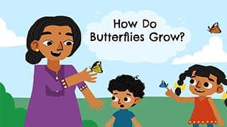 Lifecycycle of a butterfly