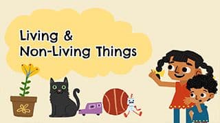 Living or Not - Understanding Different Objects