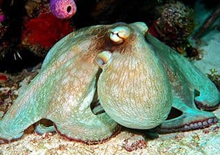 Octopus