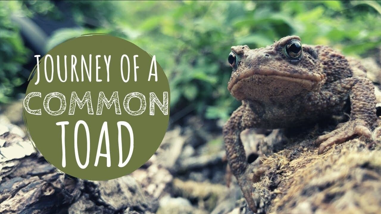 Toads on the Hunt