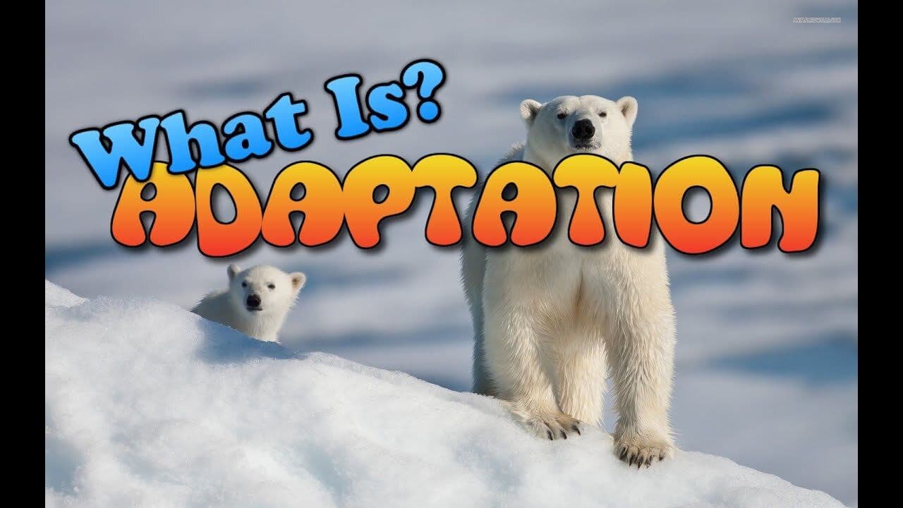 What is Adaptation?