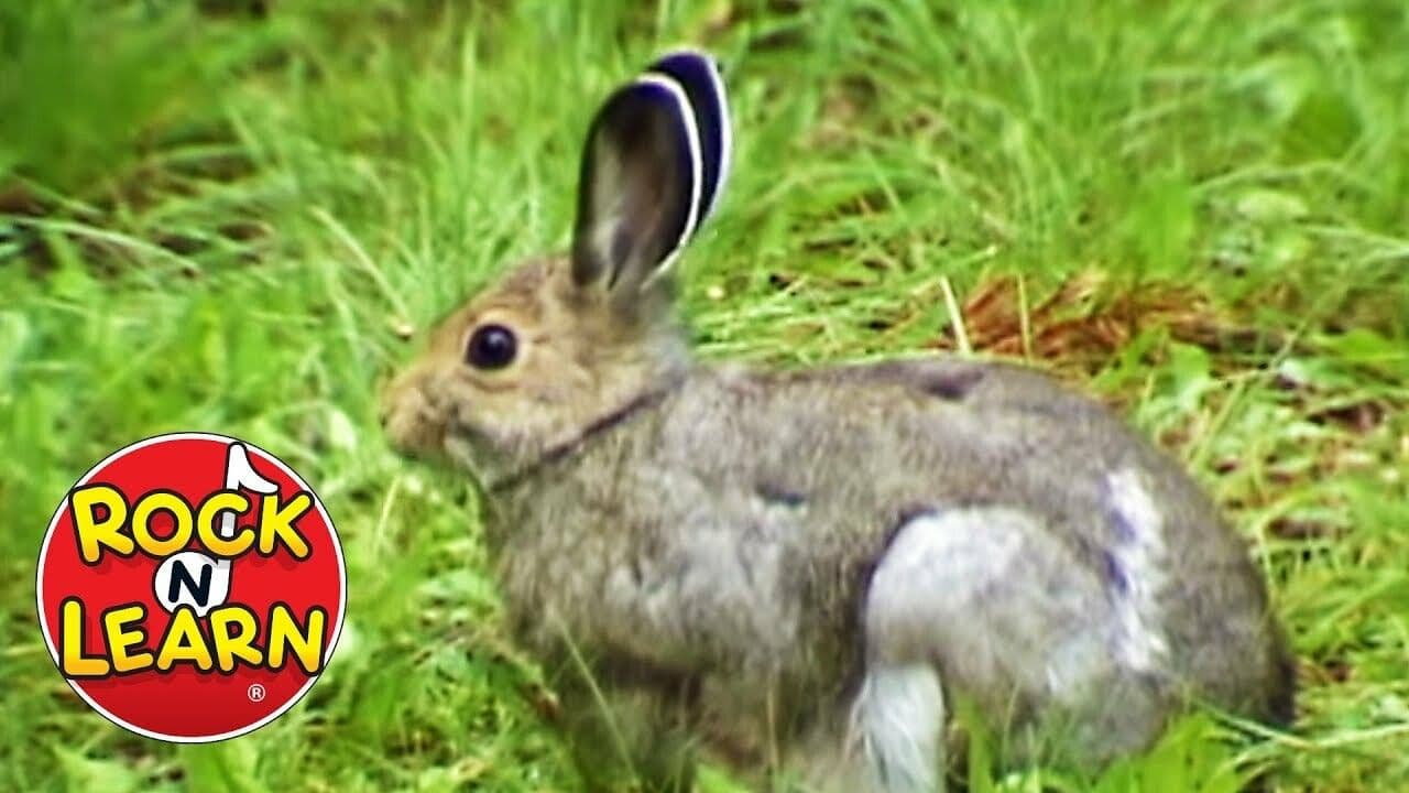 Forest Animals Song
