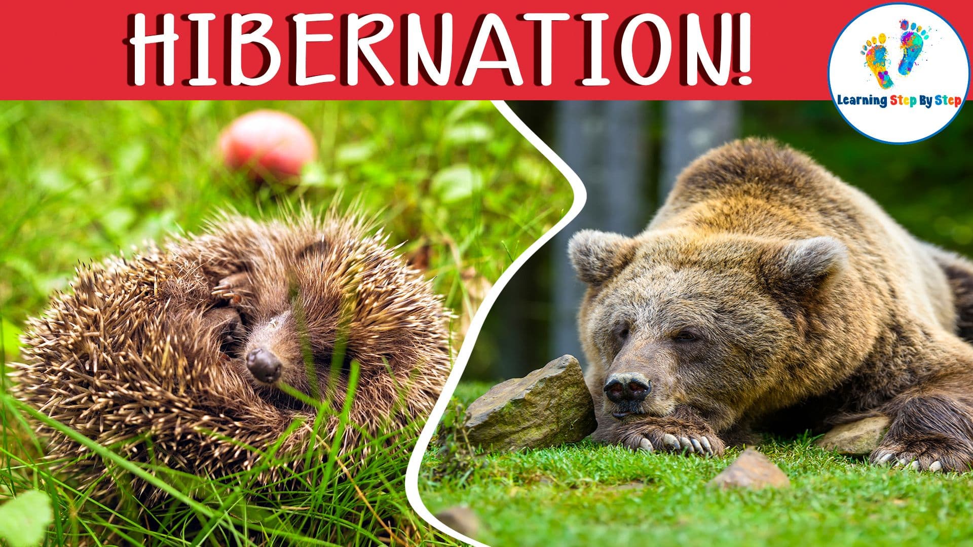 What do Animals do in Winter?