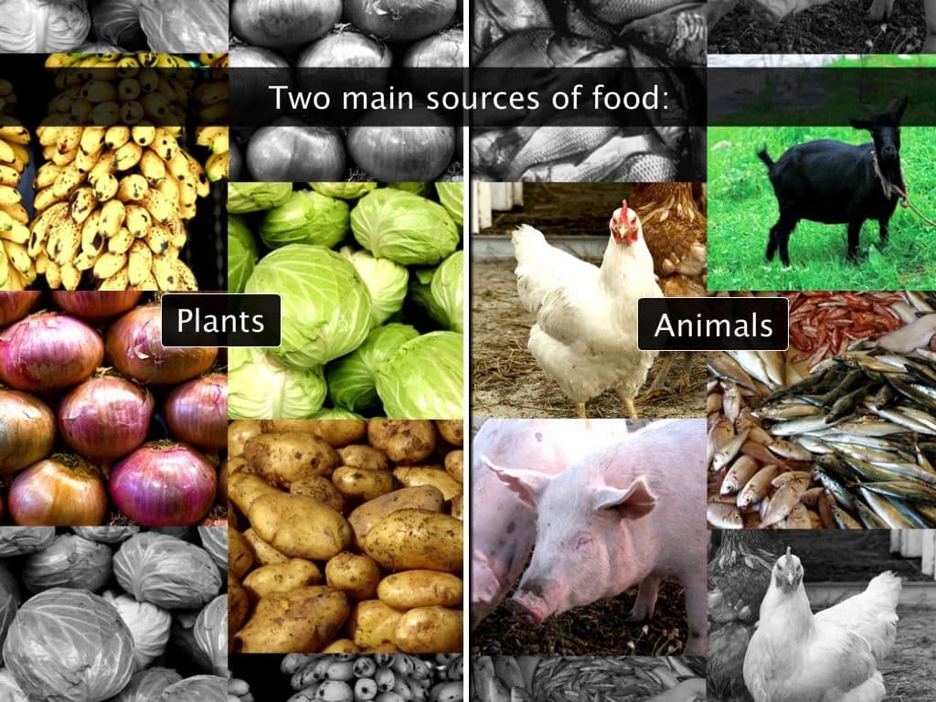 Sources of Food
