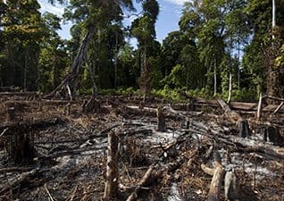 The Amazon rainforest