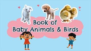 Cute Baby Animals - Little Wildlife Wonders