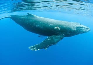 Whale sounds
