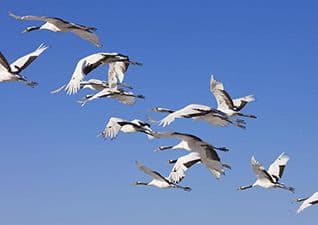 Migratory birds