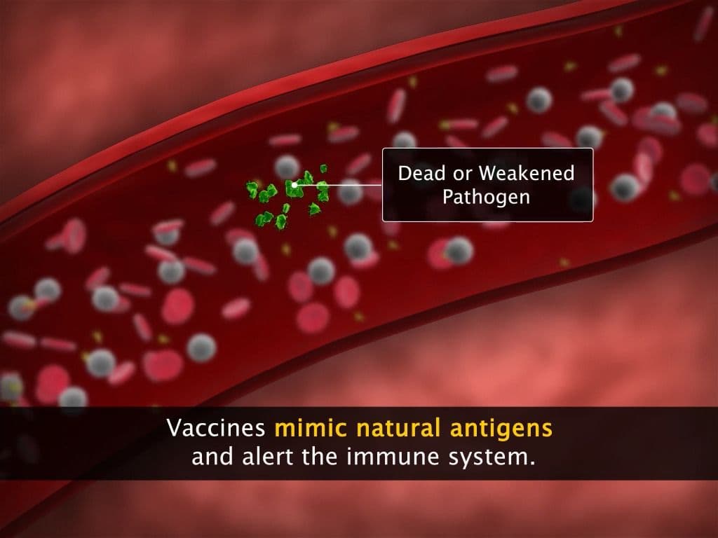 Principle of Immunisation