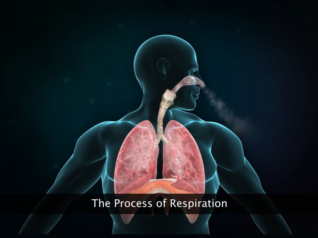 Respiratory System of Earthworm, Cockroach and Frog