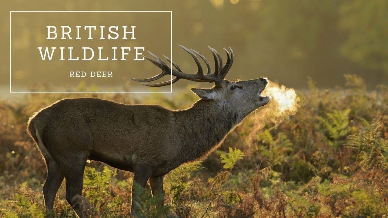 British Wildlife: Red Deer
