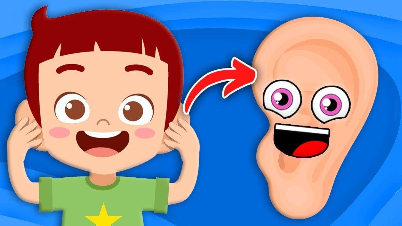Explore The Parts Of YOUR Ears!