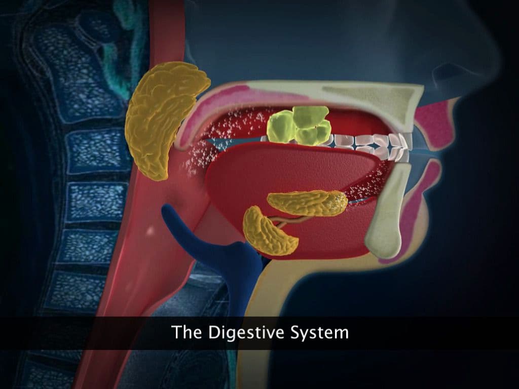 Digestive System-Earthworm, Cockroach and Frog