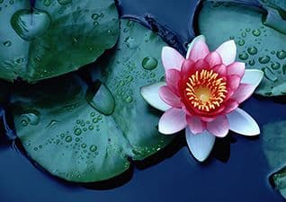 Amazing plants